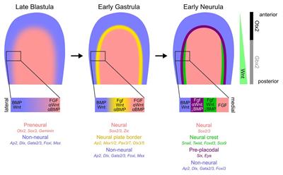 Building the Border: Development of the Chordate Neural Plate Border Region and Its Derivatives